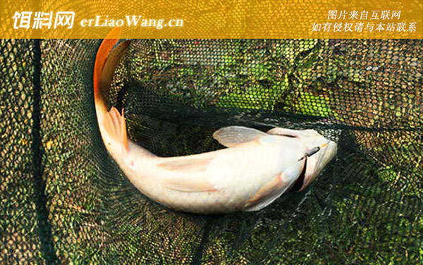 钓鲤鱼:线组搭配