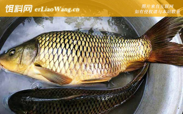 钓鲤鱼:打窝诱鱼