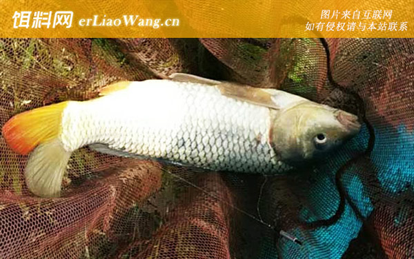 野钓鲤鱼:线组搭配