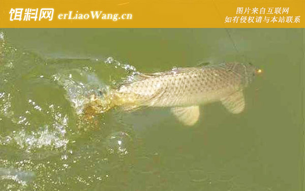 钓鲤鱼:商品饵料