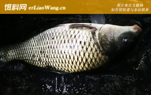 钓鲤鱼:经典配方