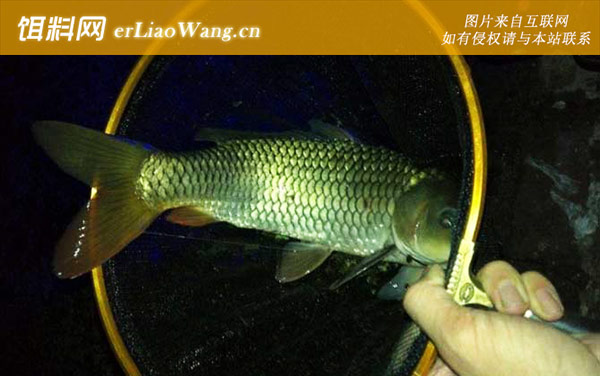 野钓鲤鱼:打窝诱鱼