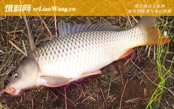 野钓鲤鱼:调漂技巧