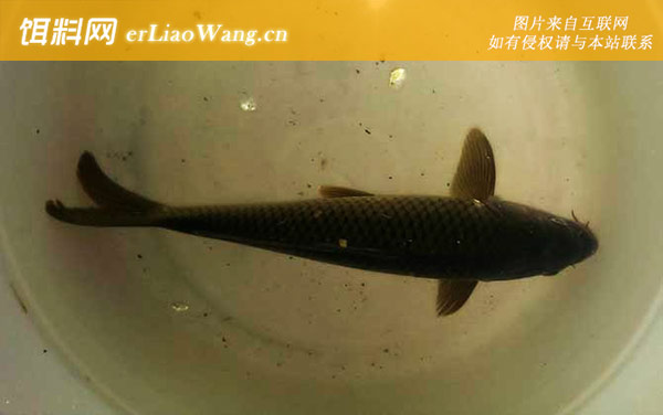 钓鲤鱼:经典配方