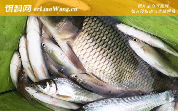 钓鲤鱼:饵料选用