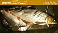 夏季钓鲤鱼老三样饵料配方