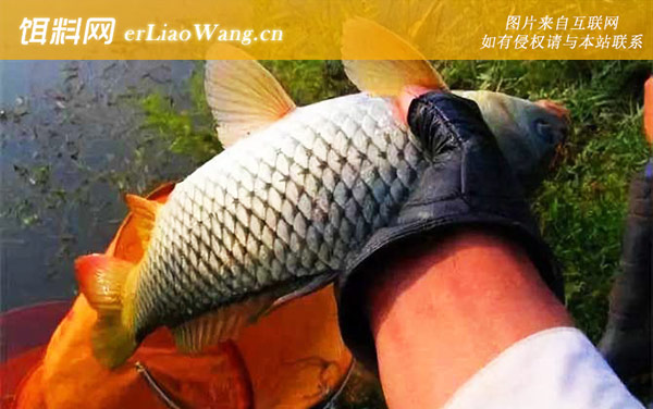 钓鲤鱼:注意事项