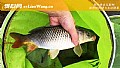 夏季钓鲤鱼怎么选钓位?