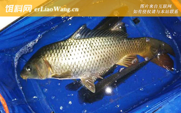 钓鲤鱼:饵料选用