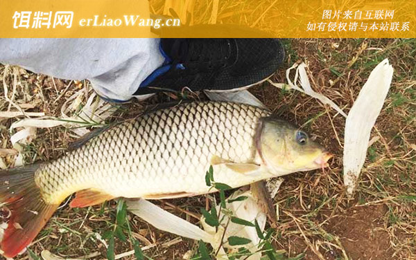 钓鲤鱼:注意事项