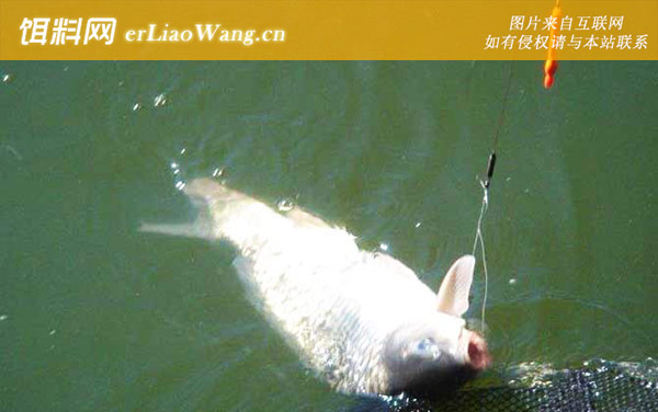 钓鲤鱼:钓具搭配