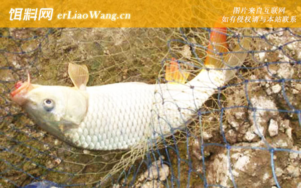 钓鲤鱼:饵料选用