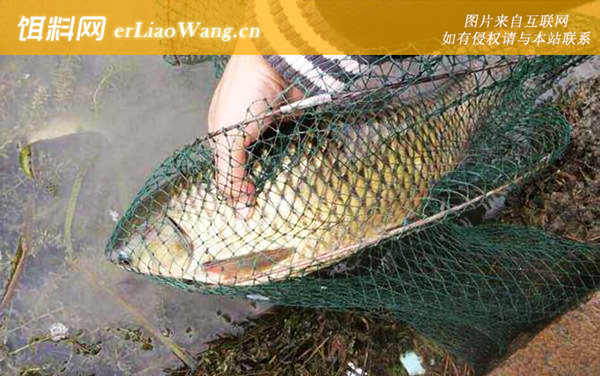 钓鲤鱼:打窝诱鱼