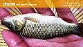 深秋钓鲤鱼用什么饵料最好？