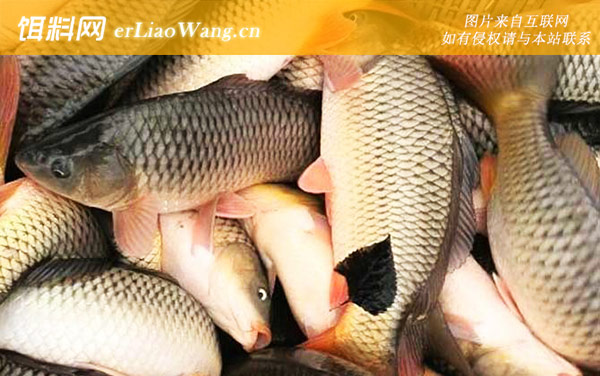 钓鲤鱼:注意事项