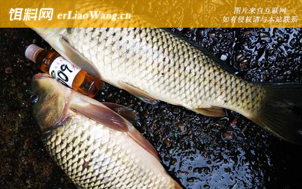 钓鲤鱼:颗粒饲料