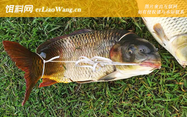 钓鲤鱼:注意事项