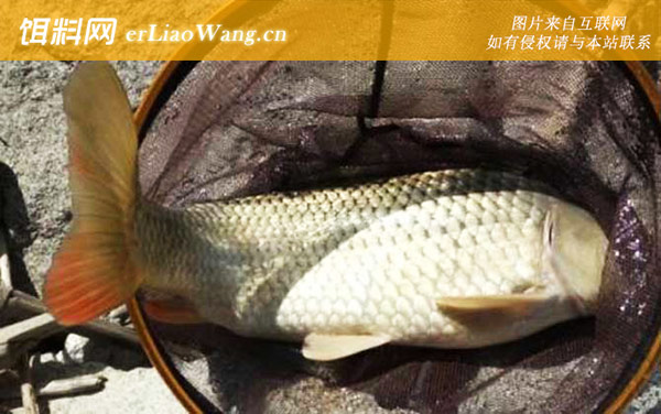 钓鲤鱼:钓点选择