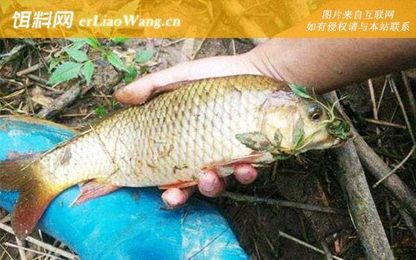 钓鲤鱼:凹湾