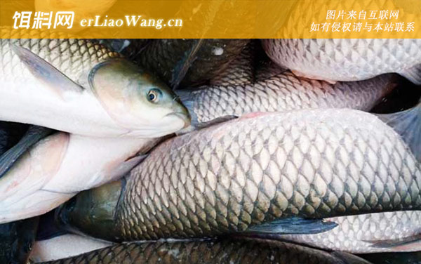 金草鱼:珠江品系