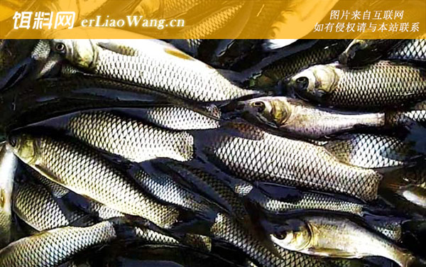 草鱼:鱼种来源