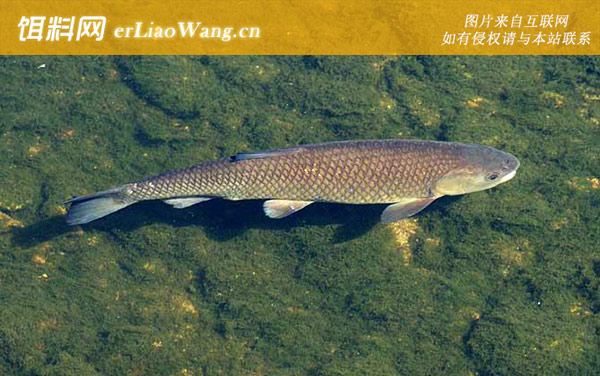 草鱼:浮水草窝钓法