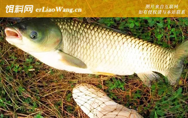 钓草鱼:经典配方