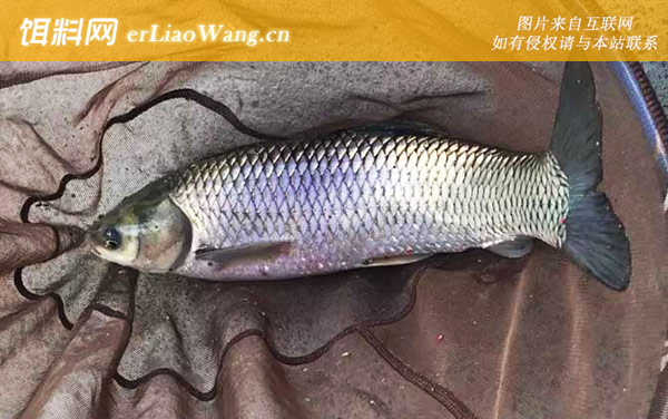 钓草鱼:钓组搭配