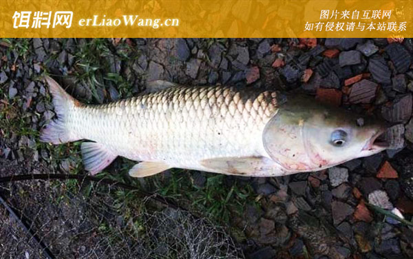 钓草鱼:打窝诱鱼