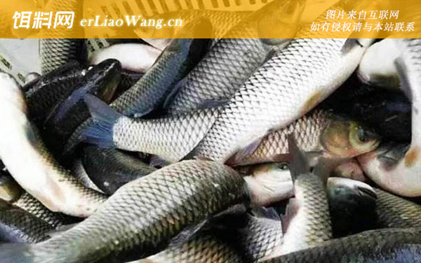 钓草鱼:注意事项