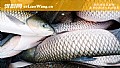 《钓草鱼饵料配方大全》封面图