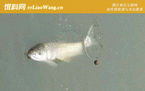 草鱼:自制饵料