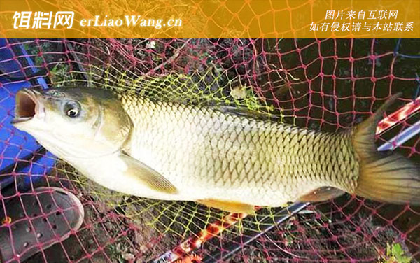 钓草鱼:打窝诱鱼