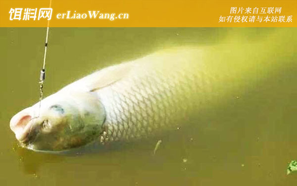 钓草鱼:钓具搭配