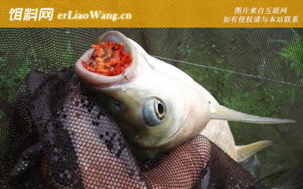 钓草鱼:调漂技巧