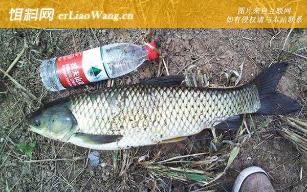 钓草鱼:抬竿时机