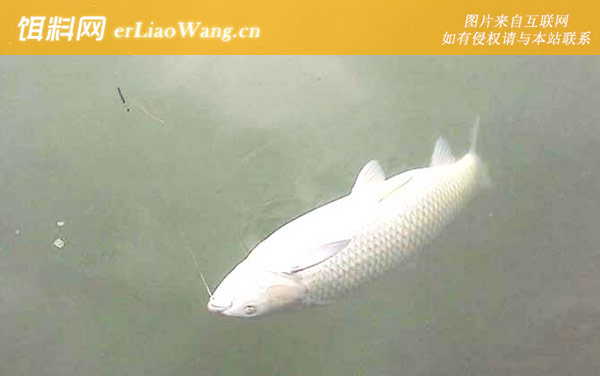 钓草鱼:注意事项