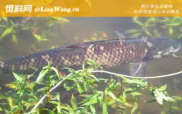 钓草鱼:钓具搭配