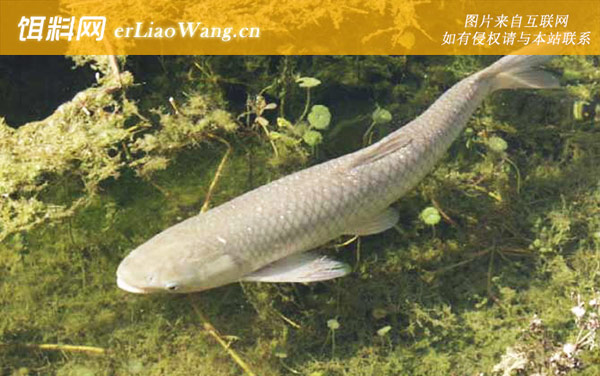 钓草鱼:打窝诱鱼