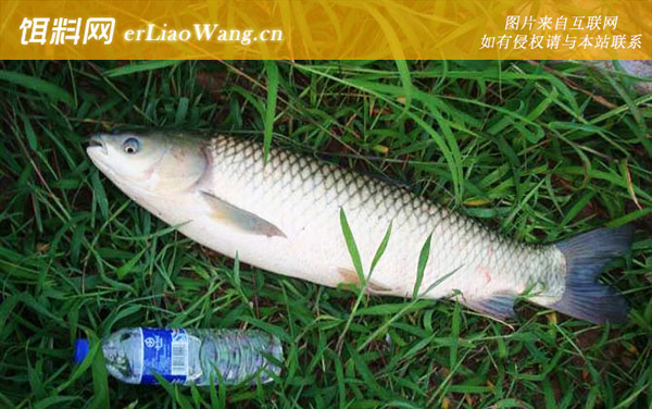 钓草鱼:调漂方法