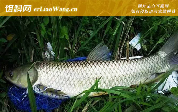 钓草鱼最佳调漂是几目-调钓技巧