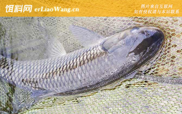 钓草鱼:打窝诱鱼