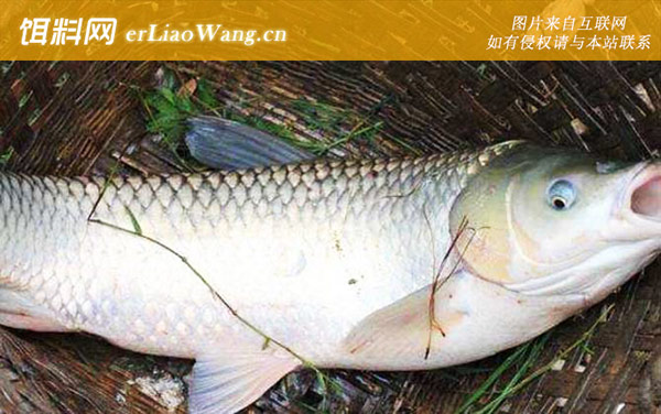 台钓草鱼:钓具搭配