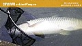 玉米钓草鱼钓底还是钓浮?