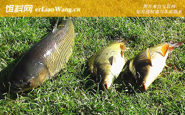 钓草鱼:打窝诱鱼