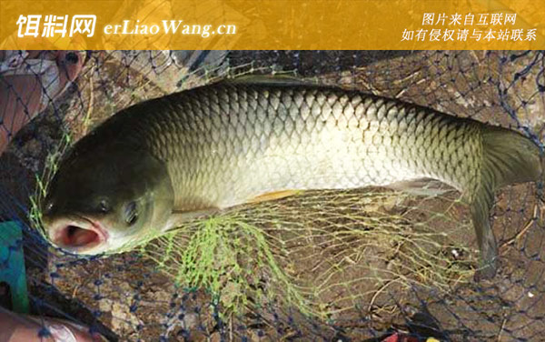 钓草鱼:调漂技巧