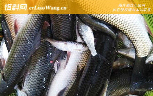 冬季钓草鱼用的什么饵料-玉米