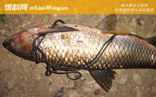 钓草鱼:自制饵料