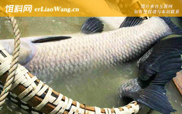 青鱼养殖技术及注意事项-饲料投喂