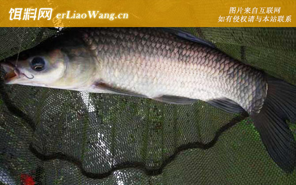 青鱼和鲅鱼有什么区别-栖息环境